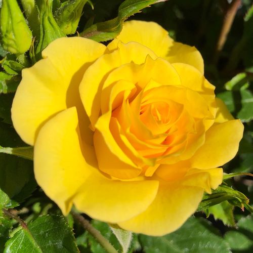 E-commerce, vendita, rose, in, vaso miniatura, lillipuziane - giallo - Rosa Flower Power Gold™ - rosa dal profumo discreto - Gareth Fryer - ,-